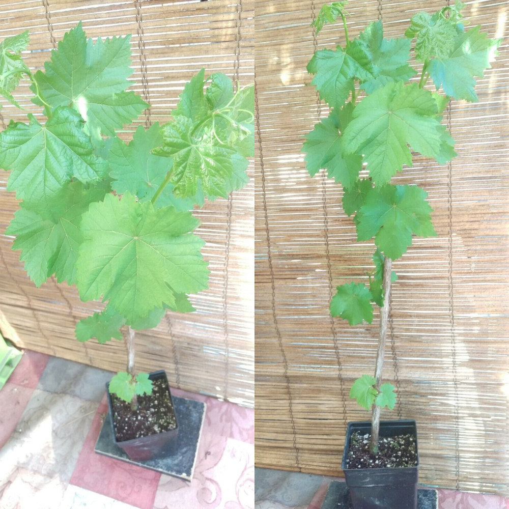 Mars Seedless Grape Vine Fruit Tree