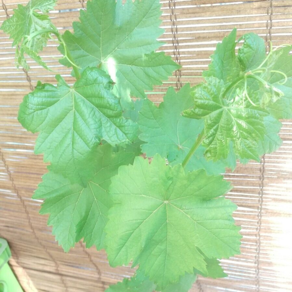 Mars Seedless Grape Vine Fruit Tree