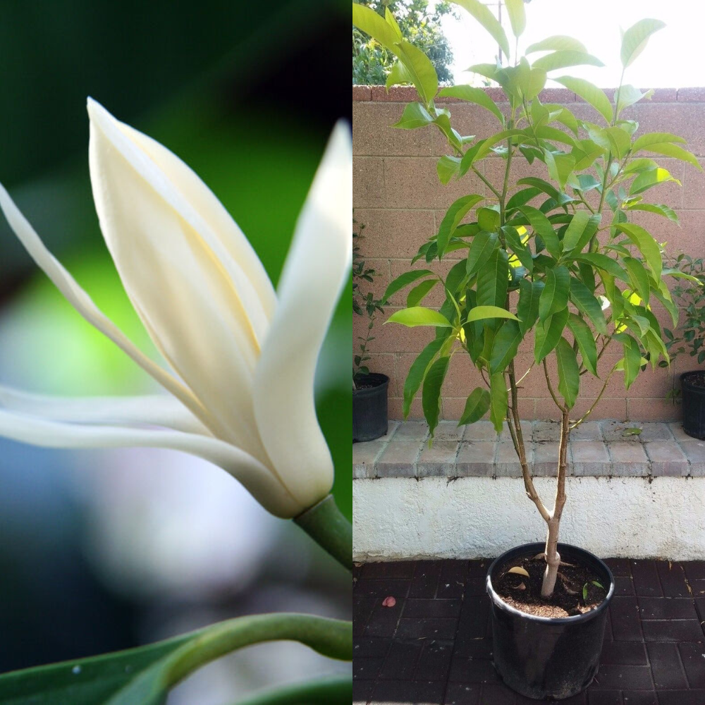 michelia alba flower seeds Michelia Alba/Magnolia Champaca Live Plant (White Flowers 6~7 feet height)