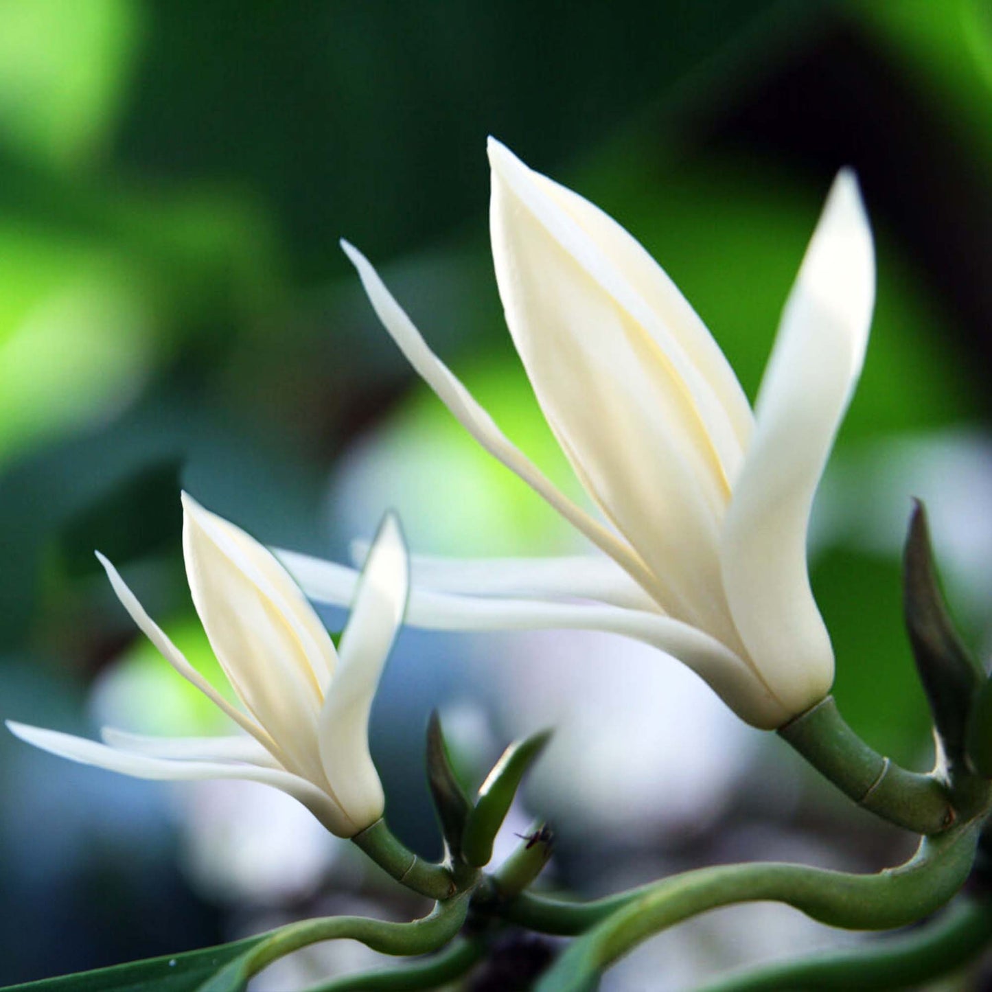 Michelia Alba/Magnolia Champaca Live Plant (White Flowers 6~7 feet height)