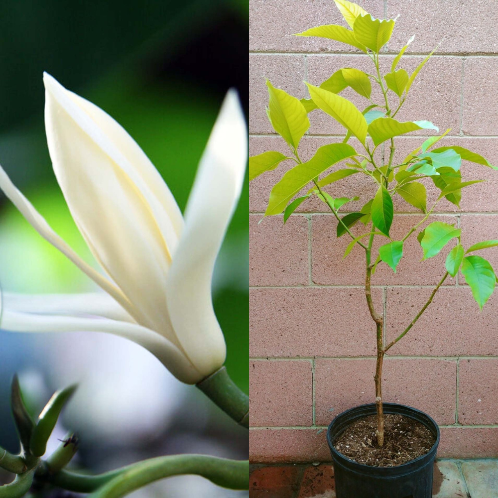 Michelia Alba/Magnolia White Flowers Live Plant (4 Feet Height)