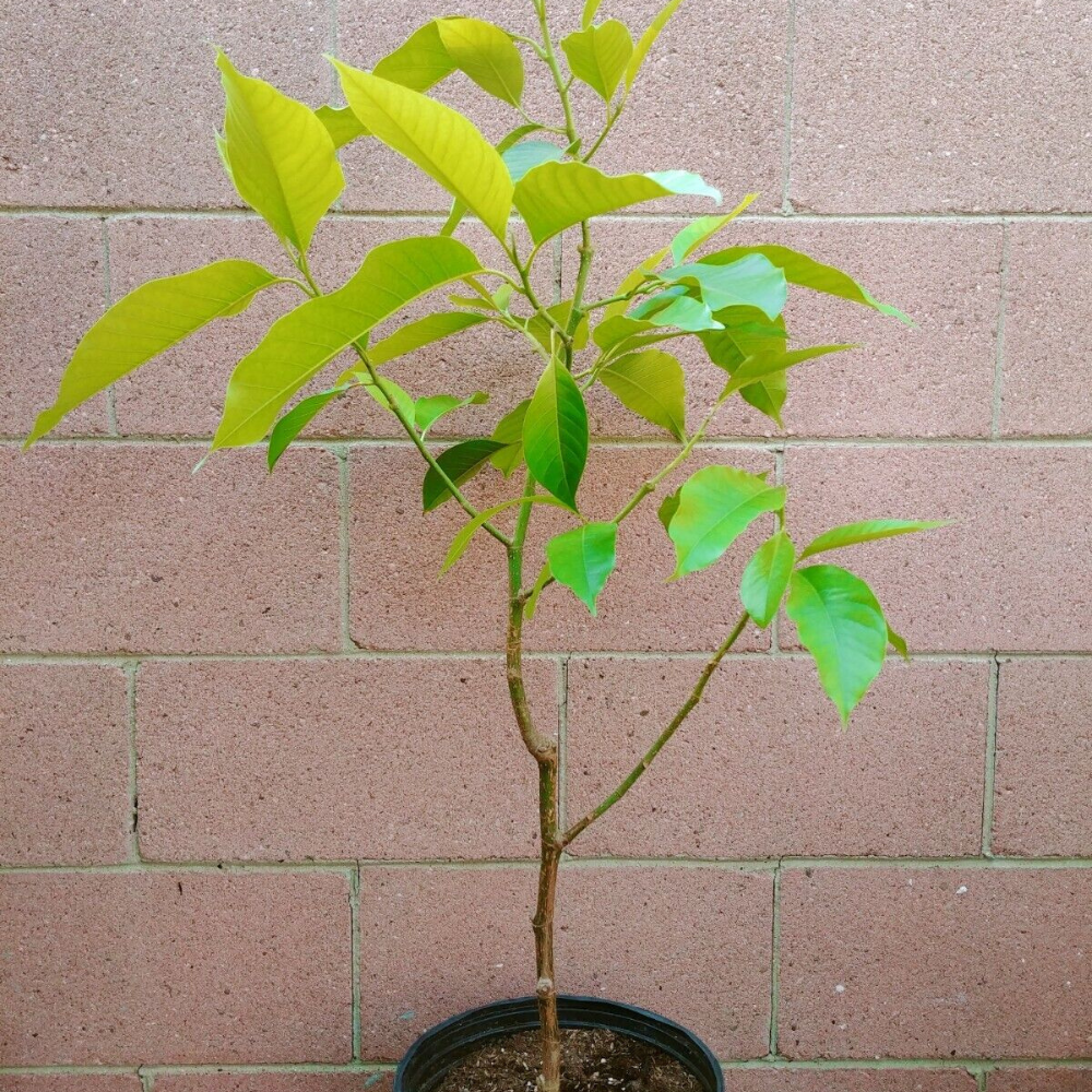 Michelia Alba/Magnolia White Flowers Live Plant (4 Feet Height)