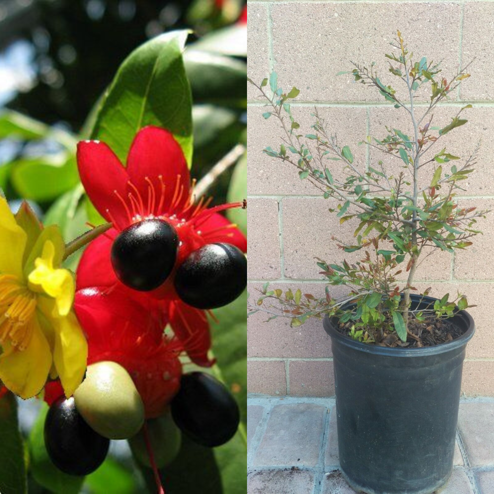 mickey mouse plant seeds Ochna Serrulata (Mickey Mouse Plant) Live Plant