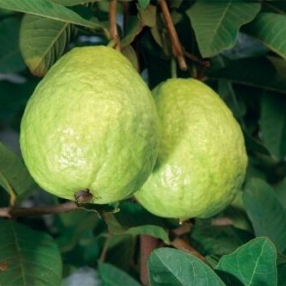 White Guavas (Thai Seedling) Tropical Fruit Tree