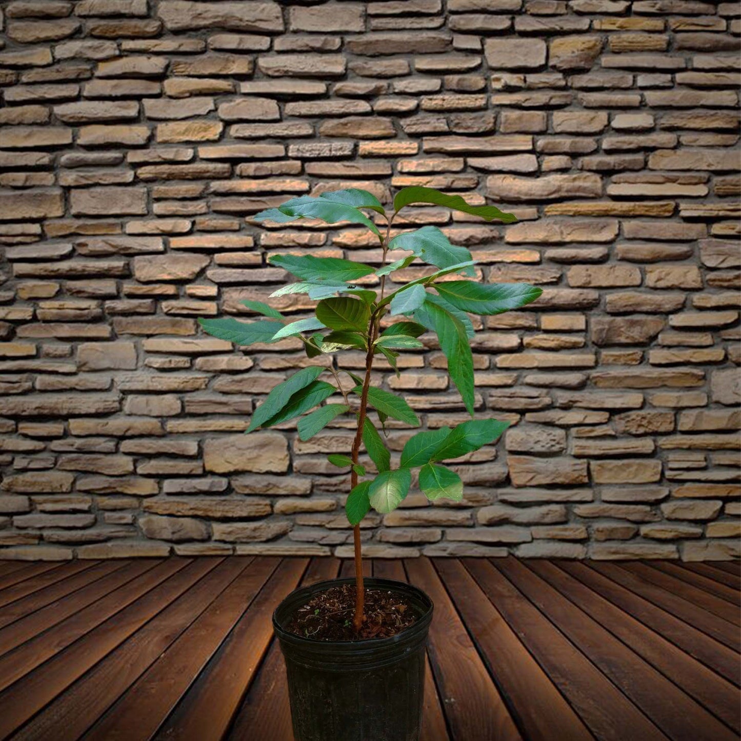 White Guavas (Thai Seedling) Tropical Fruit Tree