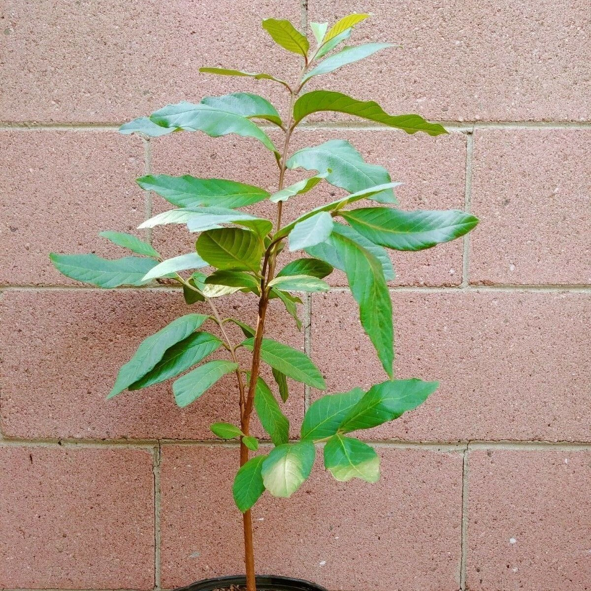 White Guavas (Thai Seedling) Tropical Fruit Tree