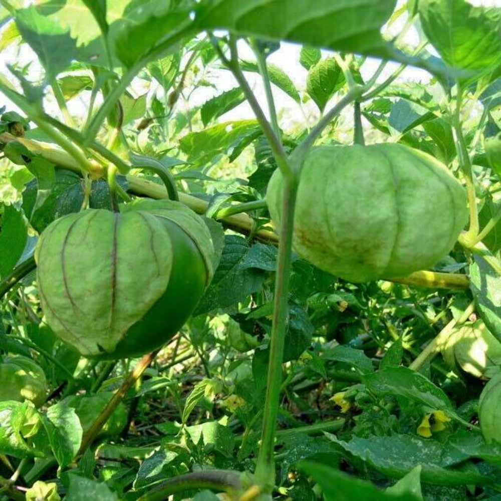 101 Tomatillo Gigante Vegetable Seeds Seeds