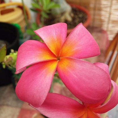 Plumeria Cutting (Kaneohe Sunset) 10"-12" With 1 Tip