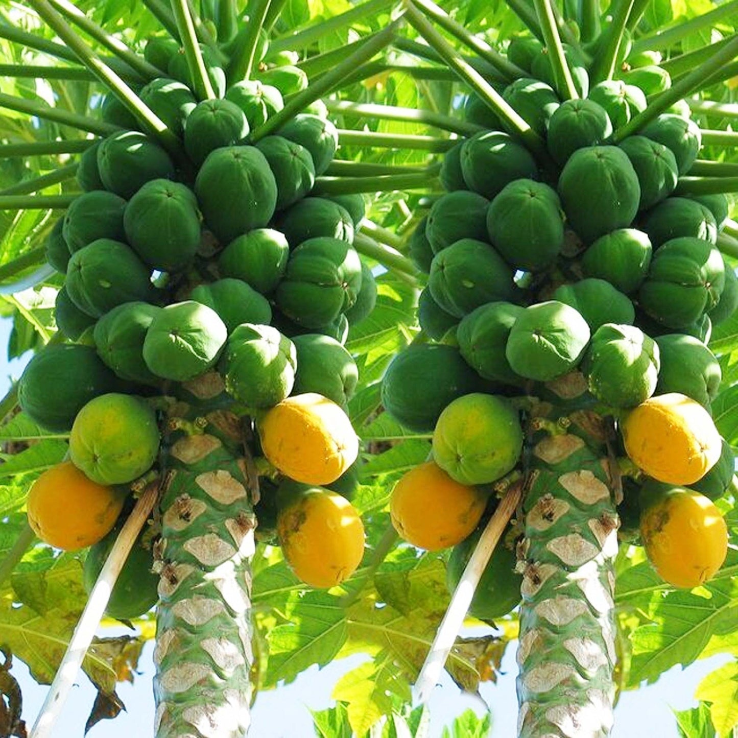 Papaya Solo Hawaiian Tropical Fruit Tree (3~4 Feet Height)