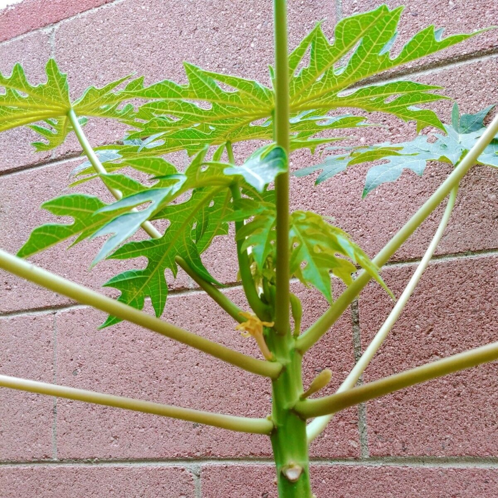 Papaya Solo Hawaiian Tropical Fruit Tree (3~4 Feet Height)