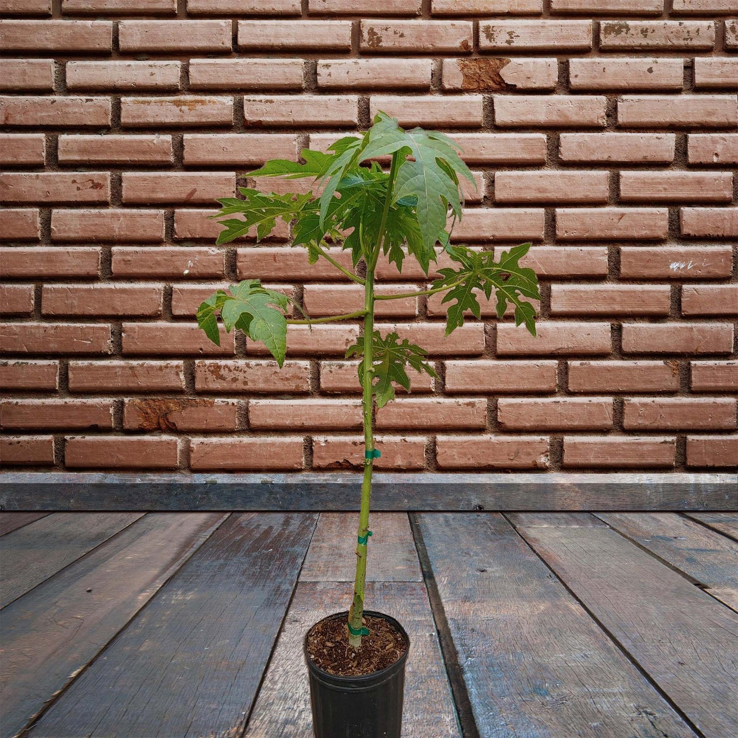 Papaya Solo Hawaiian Tropical Fruit Tree (3~4 Feet Height)