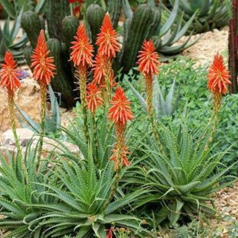 live aloe vera plant Aloe Blue Elf Flowering Live Plant