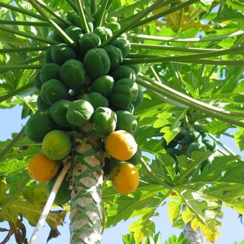 Papaya Solo Hawaiian Tropical Fruit Tree (30~36 Inch Height)