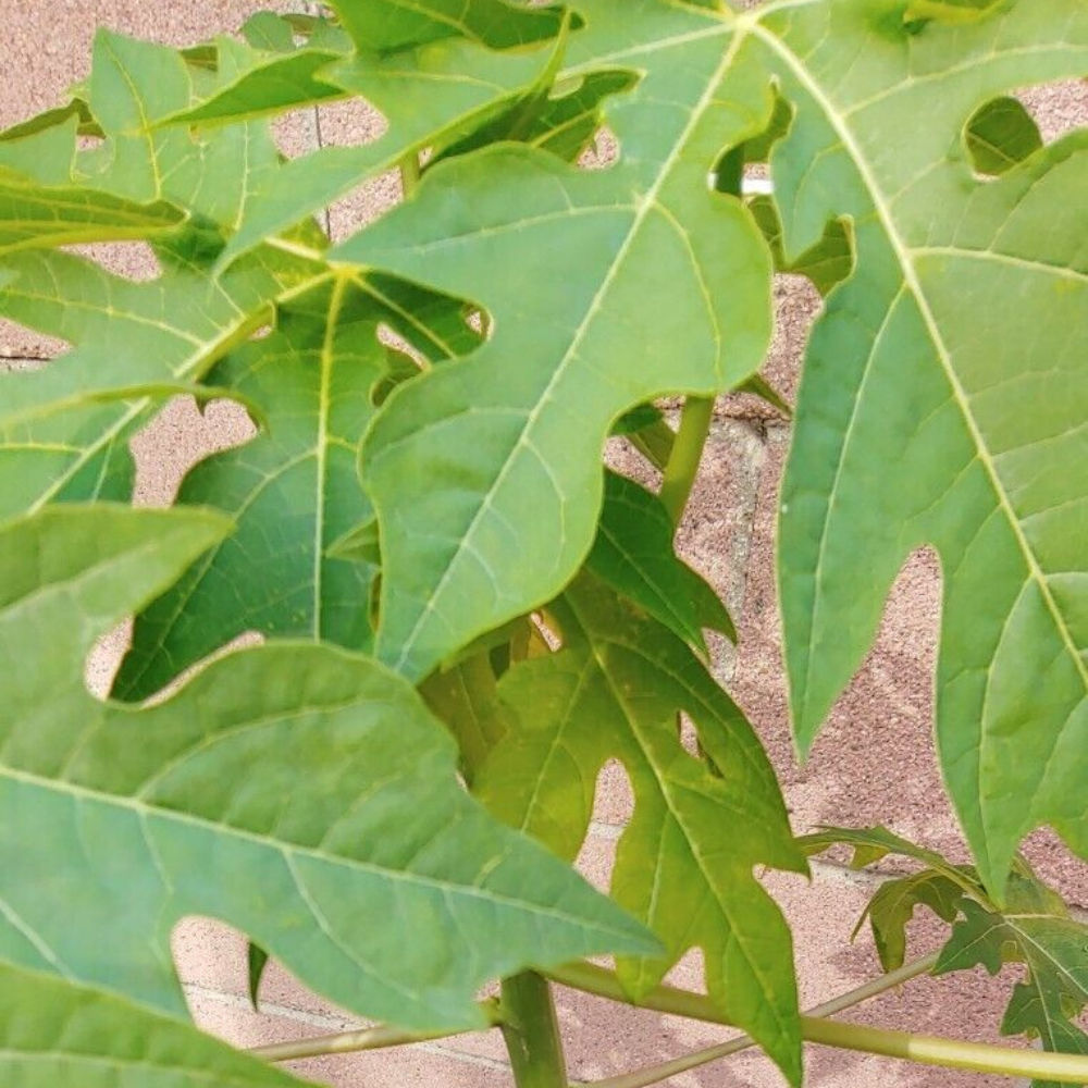 Papaya Solo Hawaiian Tropical Fruit Tree (30~36 Inch Height)