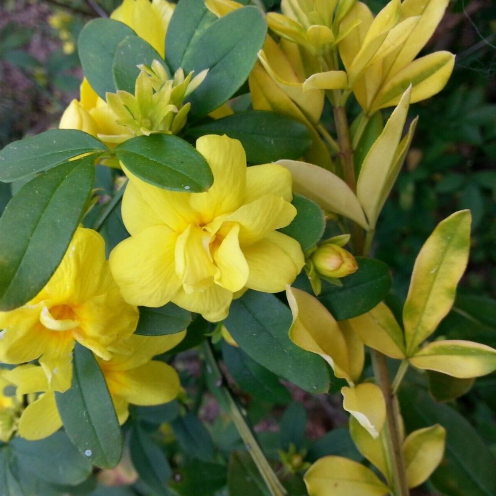 1 Jasminum Mesnyi Sun Glo Hardy Yellow Jasmine Plant For Planting | www.seedsplantworld.com