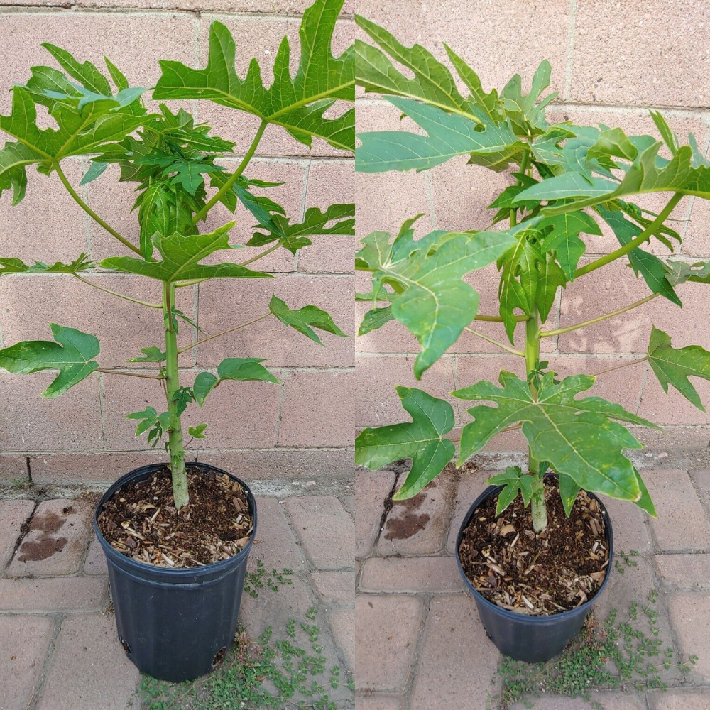 Papaya Solo Hawaiian Tropical Fruit Tree (25~30 Inch Height)