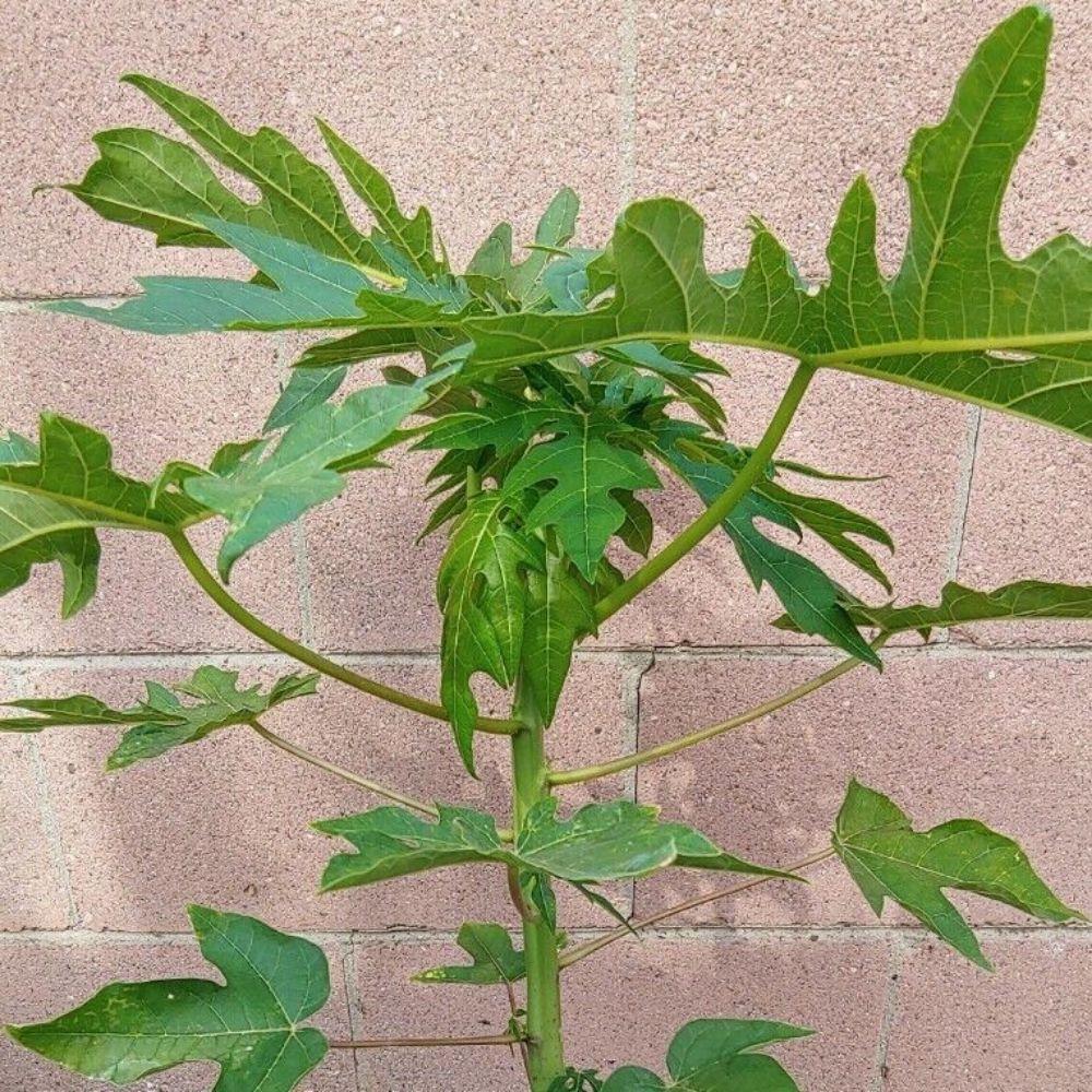 Papaya Solo Hawaiian Tropical Fruit Tree (25~30 Inch Height)