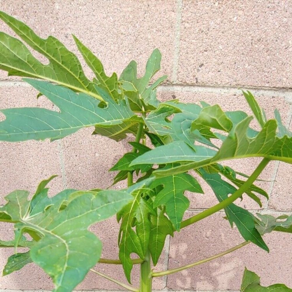 Papaya Solo Hawaiian Tropical Fruit Tree (25~30 Inch Height)