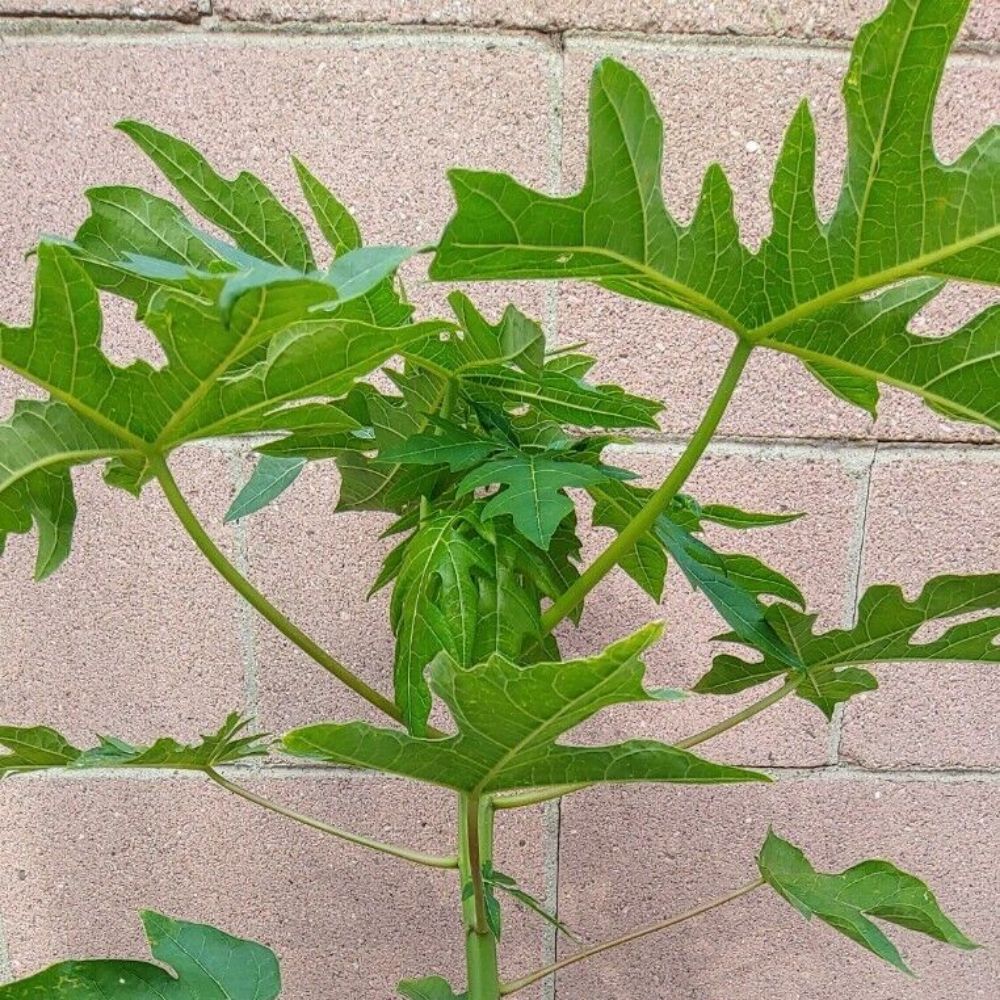 Papaya Solo Hawaiian Tropical Fruit Tree (25~30 Inch Height)