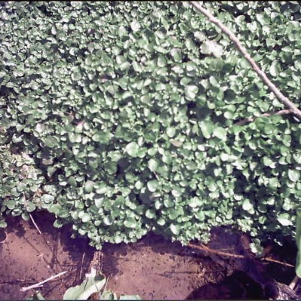 25 Nasturtium Officinalis Watercress Herb Seeds For Planting | www.seedsplantworld.com
