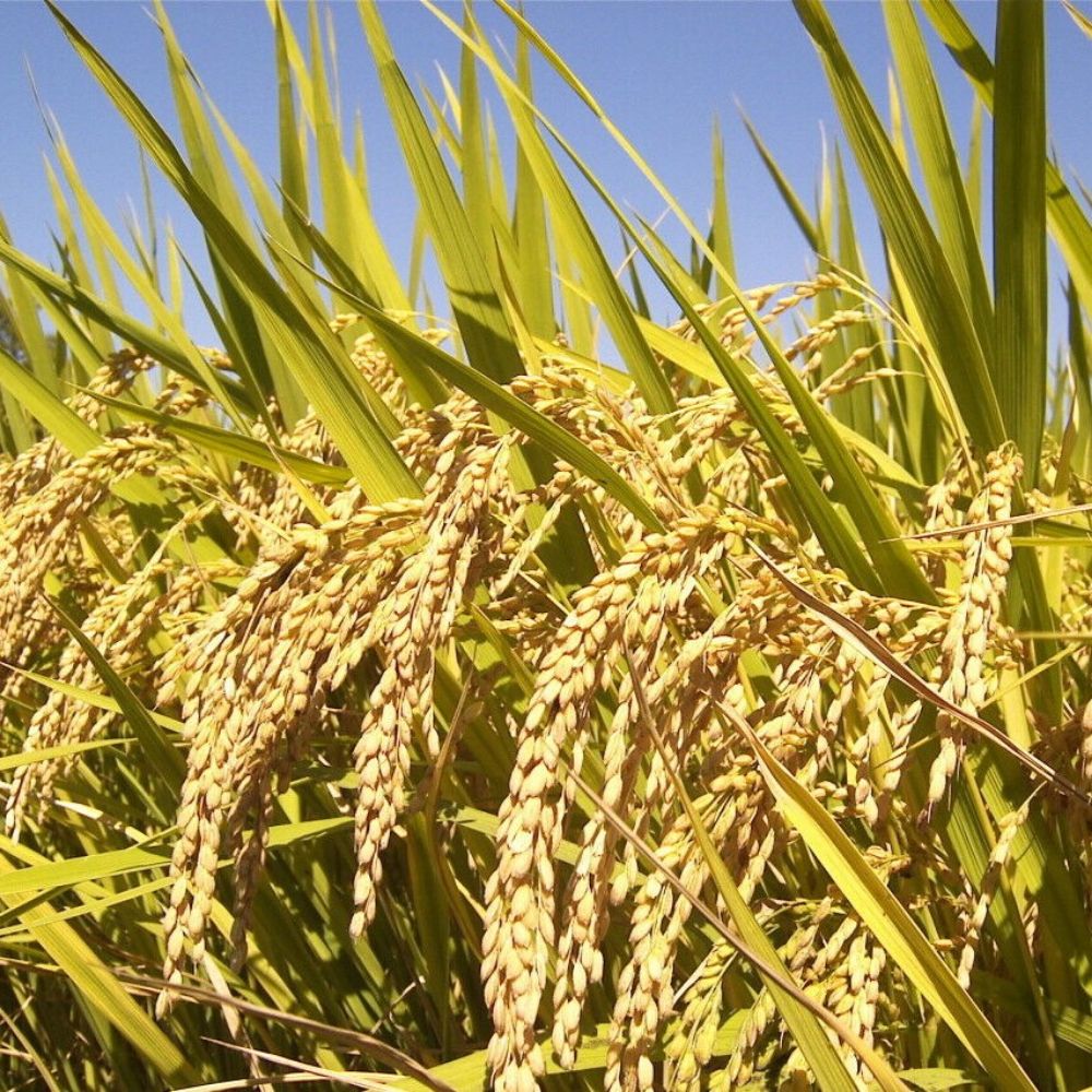 10 Oryza Sativa Black Bran Rice Seeds For Planting | www.seedsplantworld.com