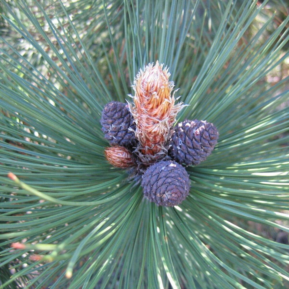 5 Pinus Heldrechii Bosnian Pine Tree Seeds For Planting | www.seedsplantworld.com