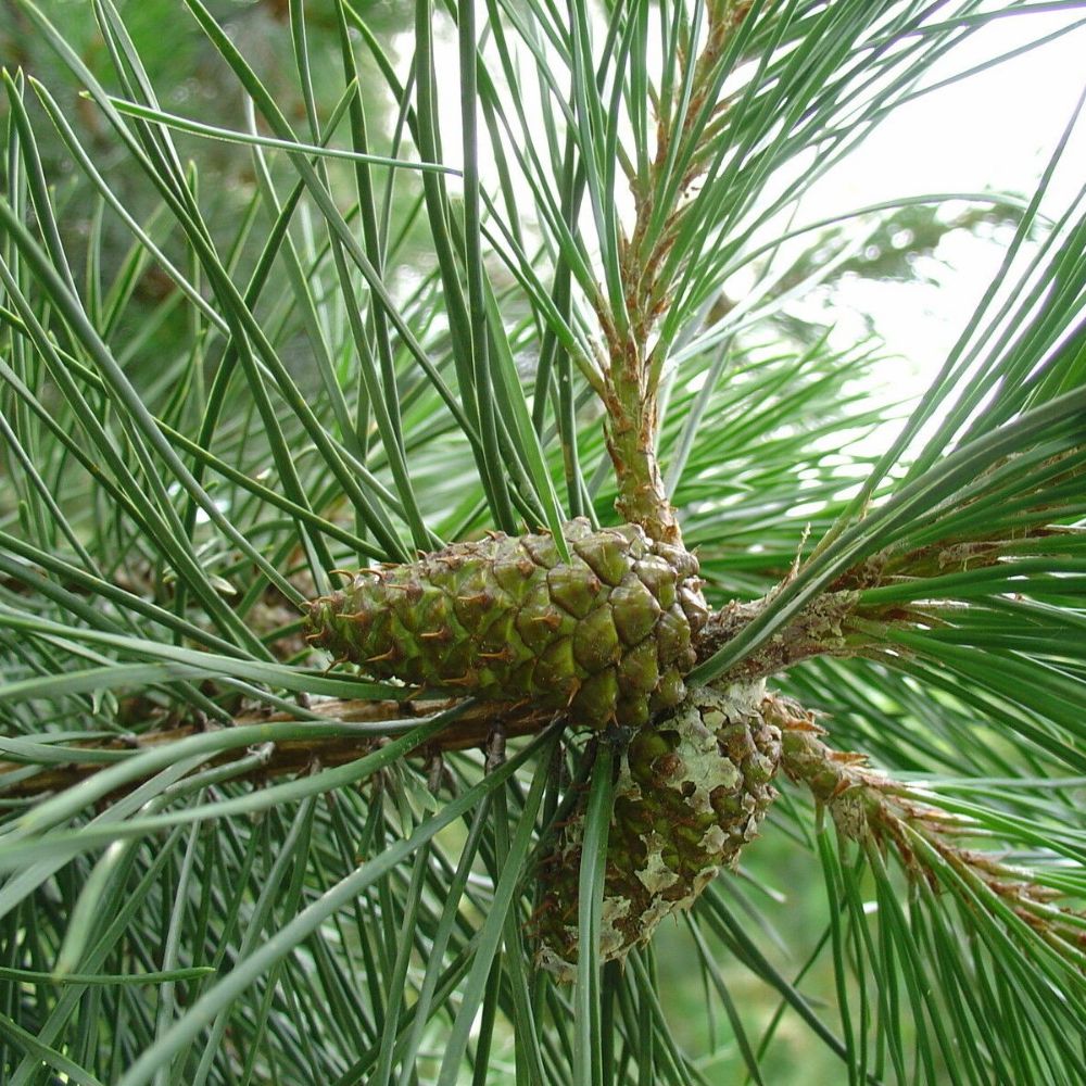 5 Pinus Contorta Latifolia Lodgepole Pine Tree Seeds For Planting | www.seedsplantworld.com
