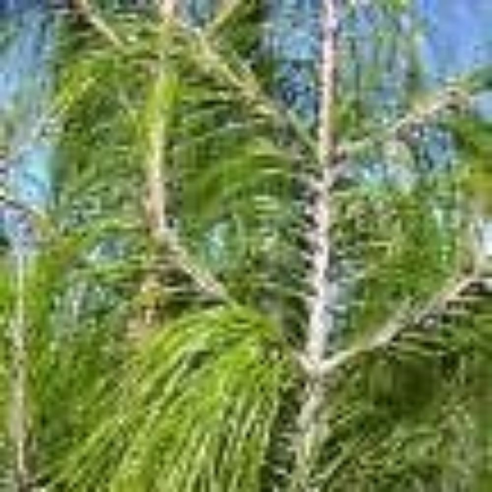 5 Pinus Patula Mexican Weeping Pine Seeds For Planting | www.seedsplantworld.com