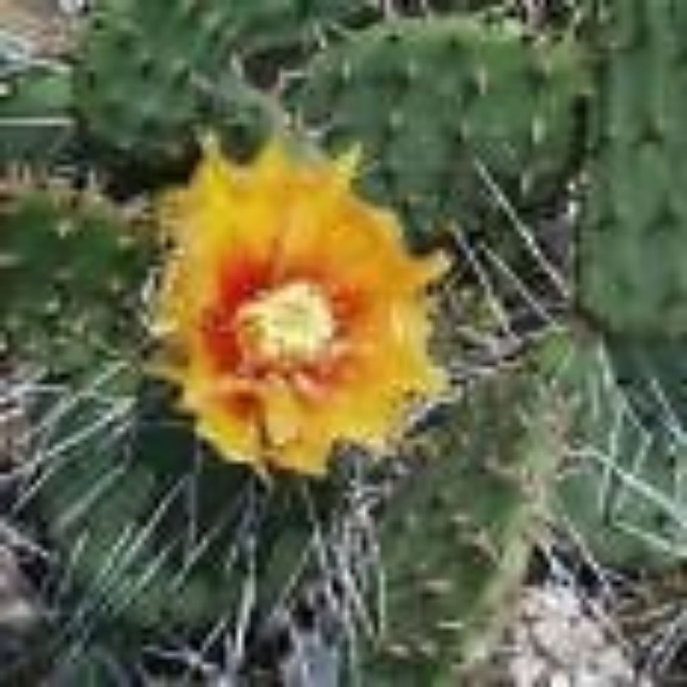 10 Opuntia Phaeacantha Prickly Pear Hardy Cactus Seeds For Planting | www.seedsplantworld.com