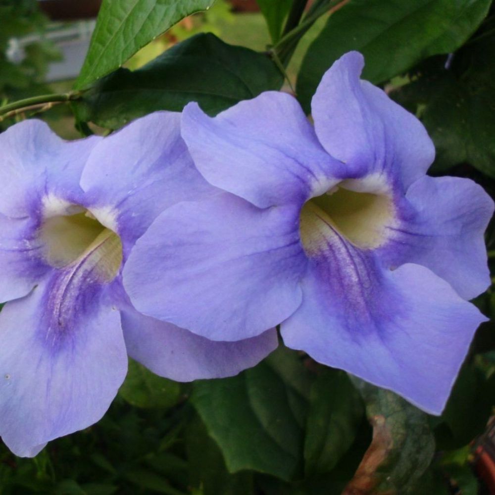 5 Thunbergia Grandiflora Blue Sky Vine Seeds For Planting | www.seedsplantworld.com