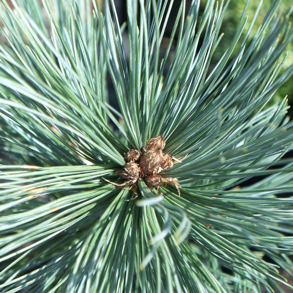 5 Pinus Flexilis Reflexa Southwestern White Pine Tree Seeds For Planting | www.seedsplantworld.com