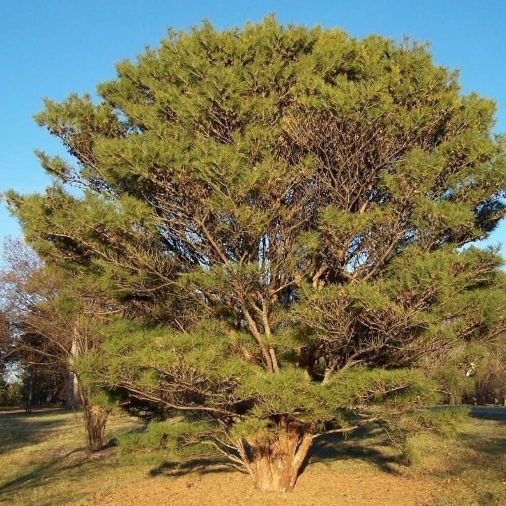 5 Pinus Densiflorus Japanese Red Pine Tree Seeds For Planting | www.seedsplantworld.com