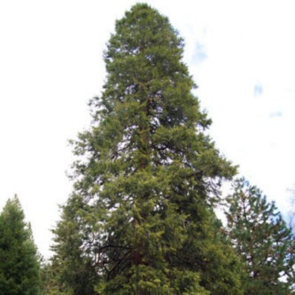 5 Calocedrus Decurrens California Incense Cedar Seeds For Planting | www.seedsplantworld.com