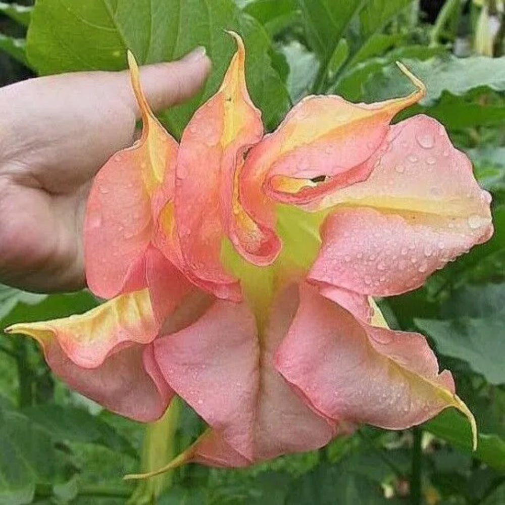 10 Double Yellow Orange Angel Trumpet Brugmansia Datura Flower Perennial Seeds | www.seedsplantworld.com