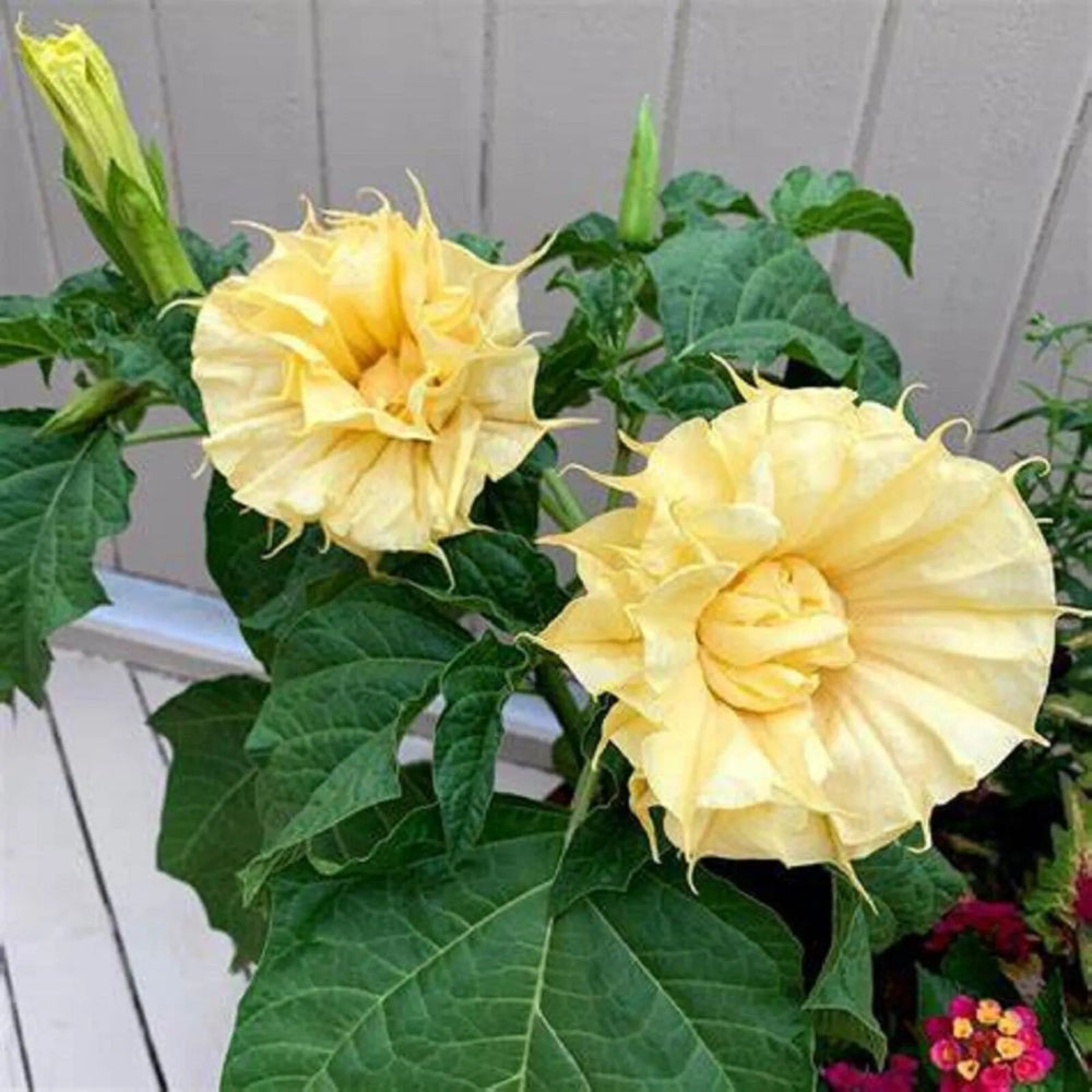 10 Ballerina Yellow Angel Trumpet Flowers Brugmansia Datura Perennial Seeds | www.seedsplantworld.com
