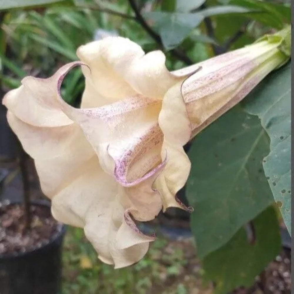 10 Box of Chocolate Angel Trumpet Flowers Flower Brugmansia Datura Perennial Seeds | www.seedsplantworld.com