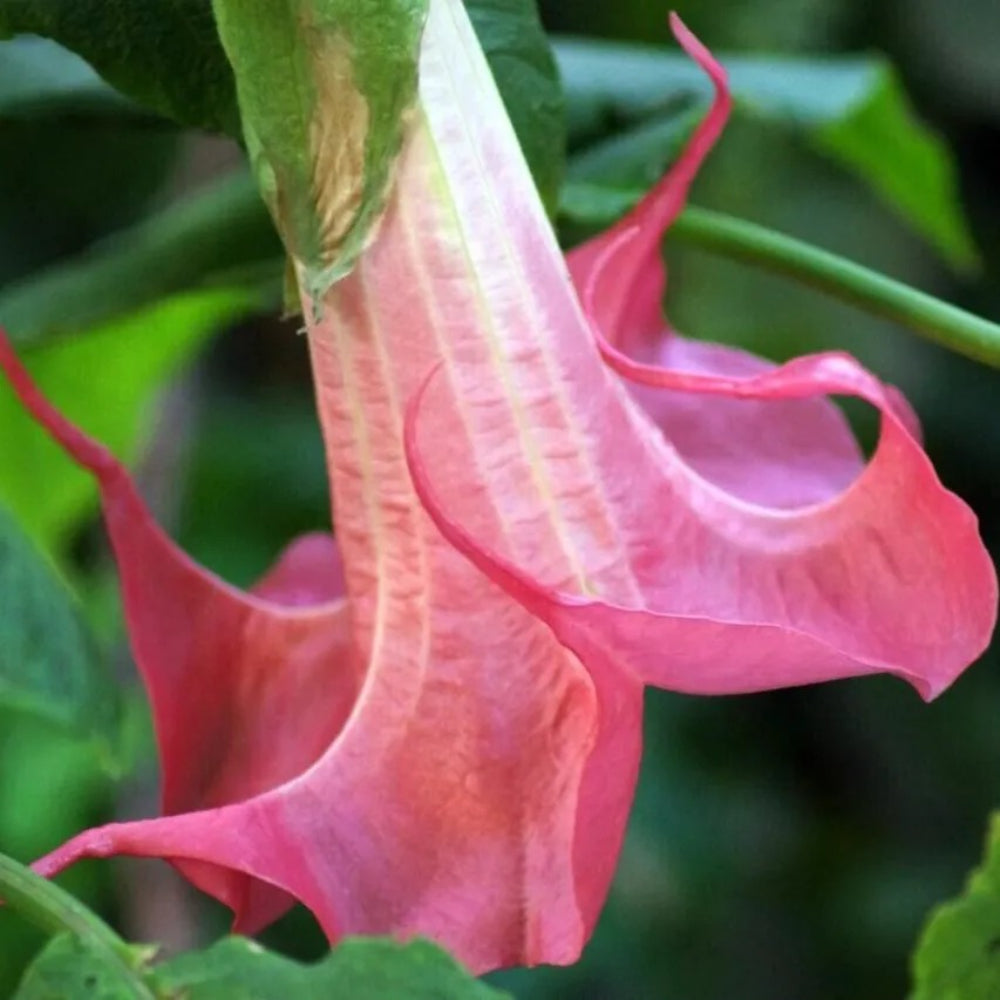 10 Bubble Gum Angel Trumpet Flowers Flower Brugmansia Datura Perennial Seeds | www.seedsplantworld.com