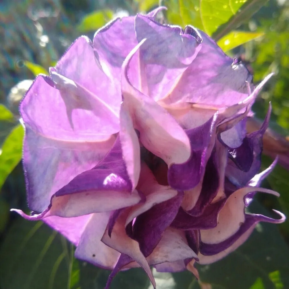 10 Double Orchid Rose Angel Trumpet Flowers Brugmansia Datura Perennial Seeds | www.seedsplantworld.com