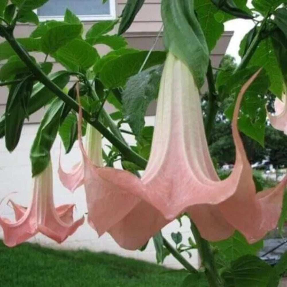 10 Frilly Pink Angel Trumpet Flowers Brugmansia Datura Perennial Seeds | www.seedsplantworld.com