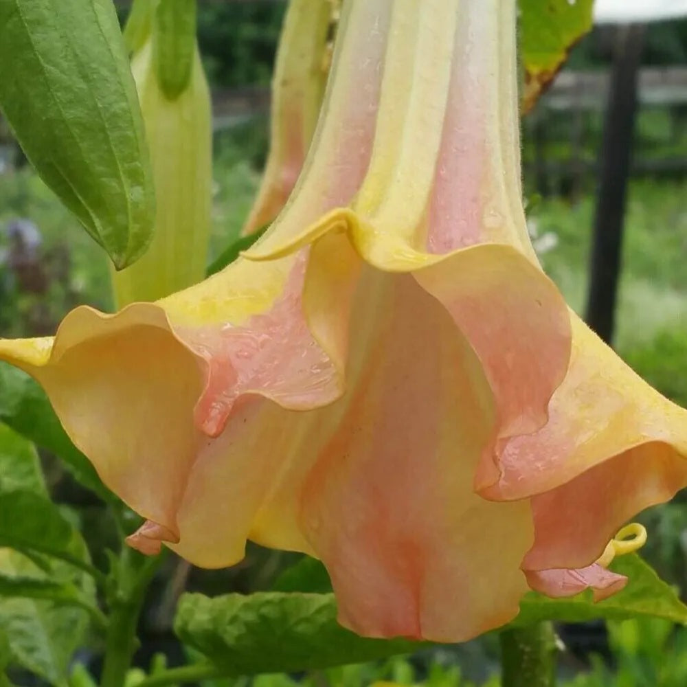10 Mango Crush Angel Trumpet Flowers Flower Brugmansia Datura Perennial Seeds | www.seedsplantworld.com