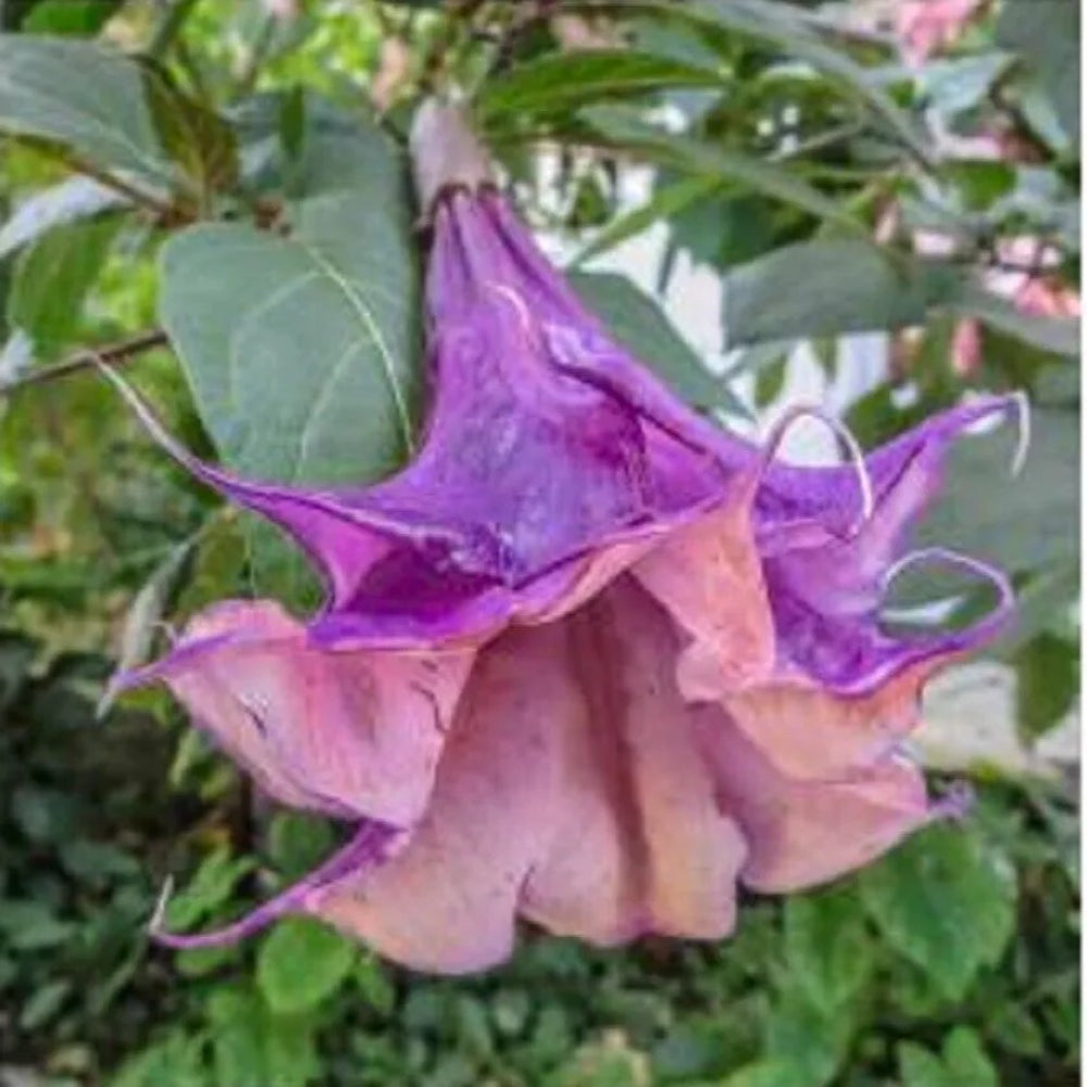 10 Sandra Cansa Angel Trumpet Flowers Flower Brugmansia Datura Perennial Seeds | www.seedsplantworld.com