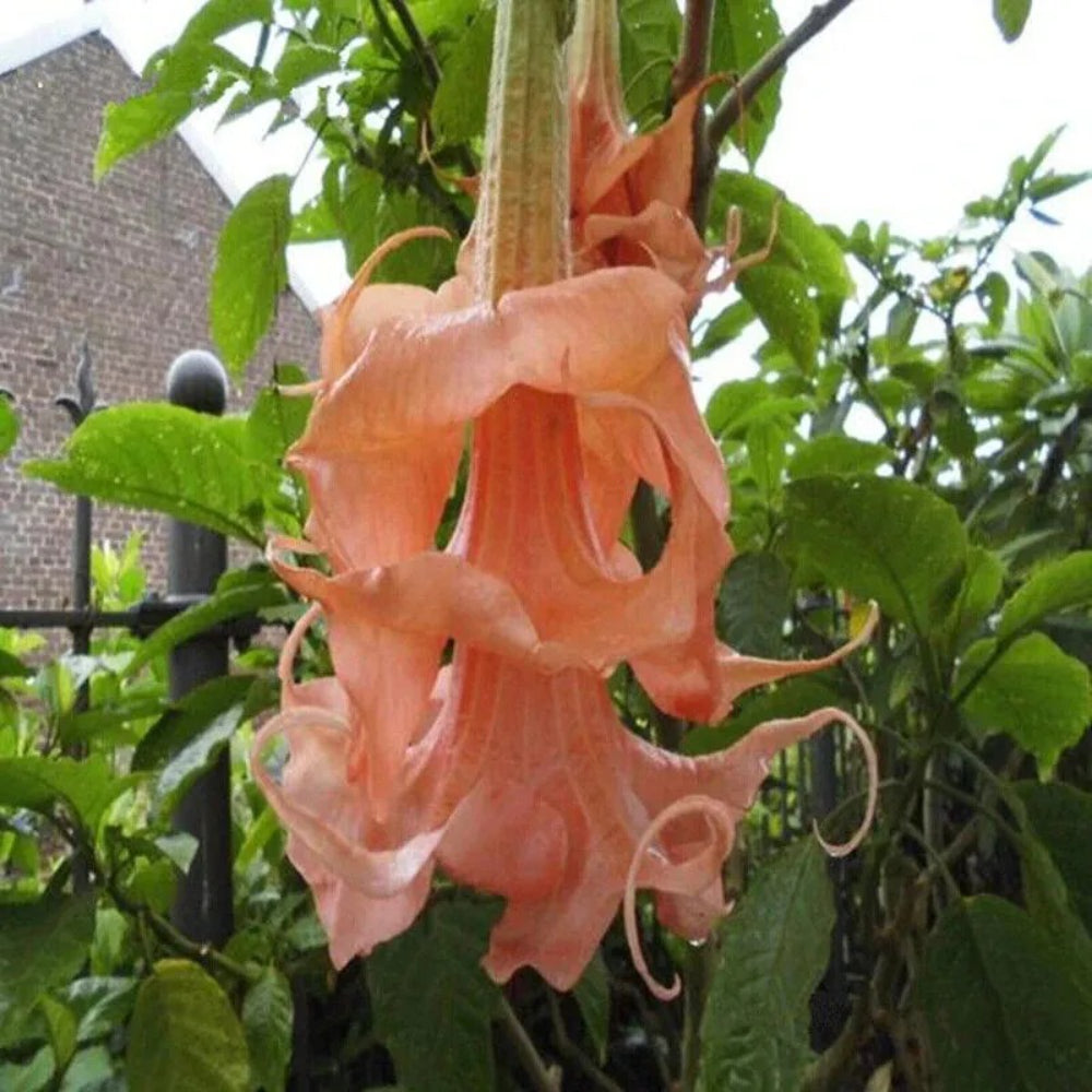 10 Triple Flamango Angel Trumpet Flowers Flower Brugmansia Datura Perennial Seeds | www.seedsplantworld.com