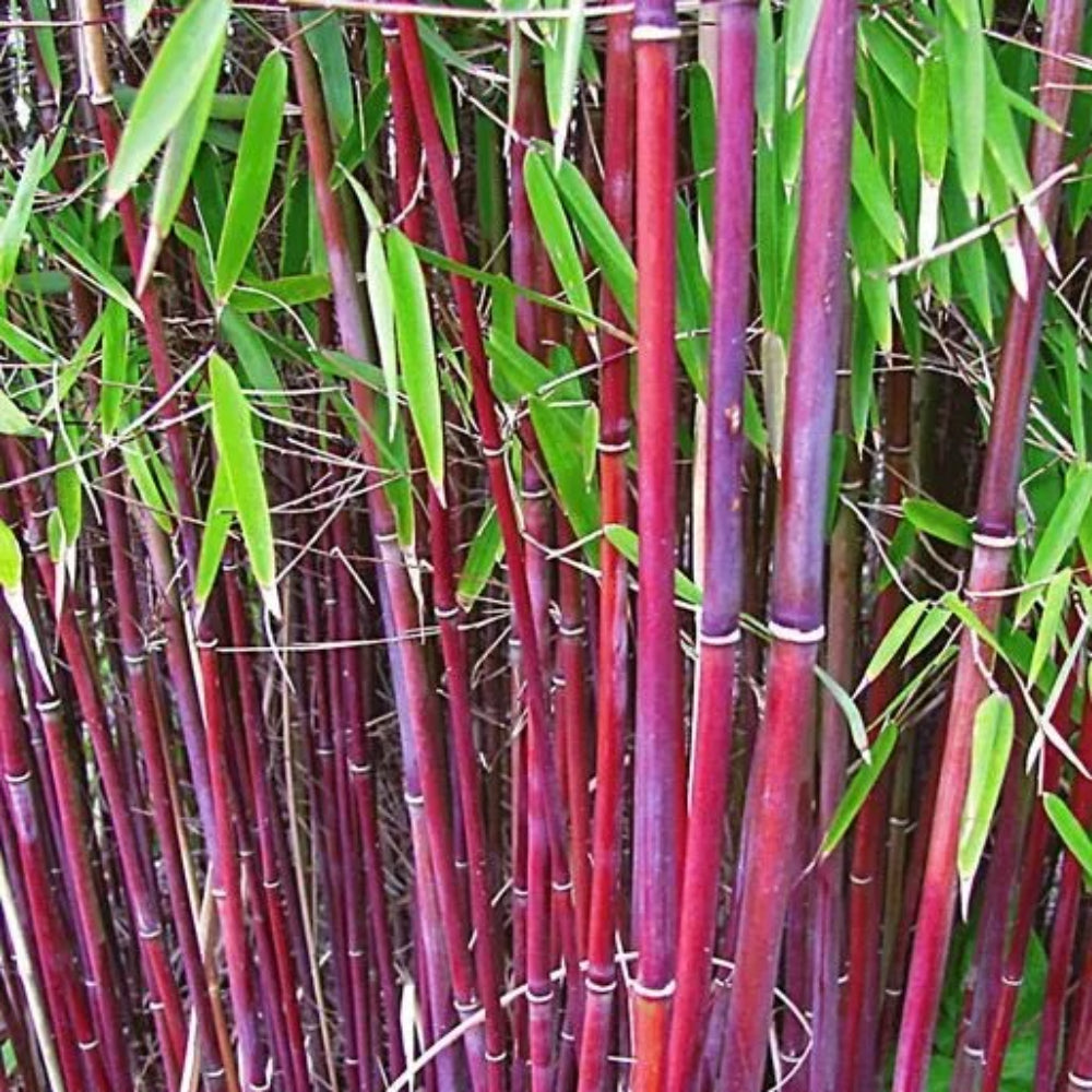50 Siergras Bamboo Privacy Garden Clumping Flower Perennial Seeds | www.seedsplantworld.com