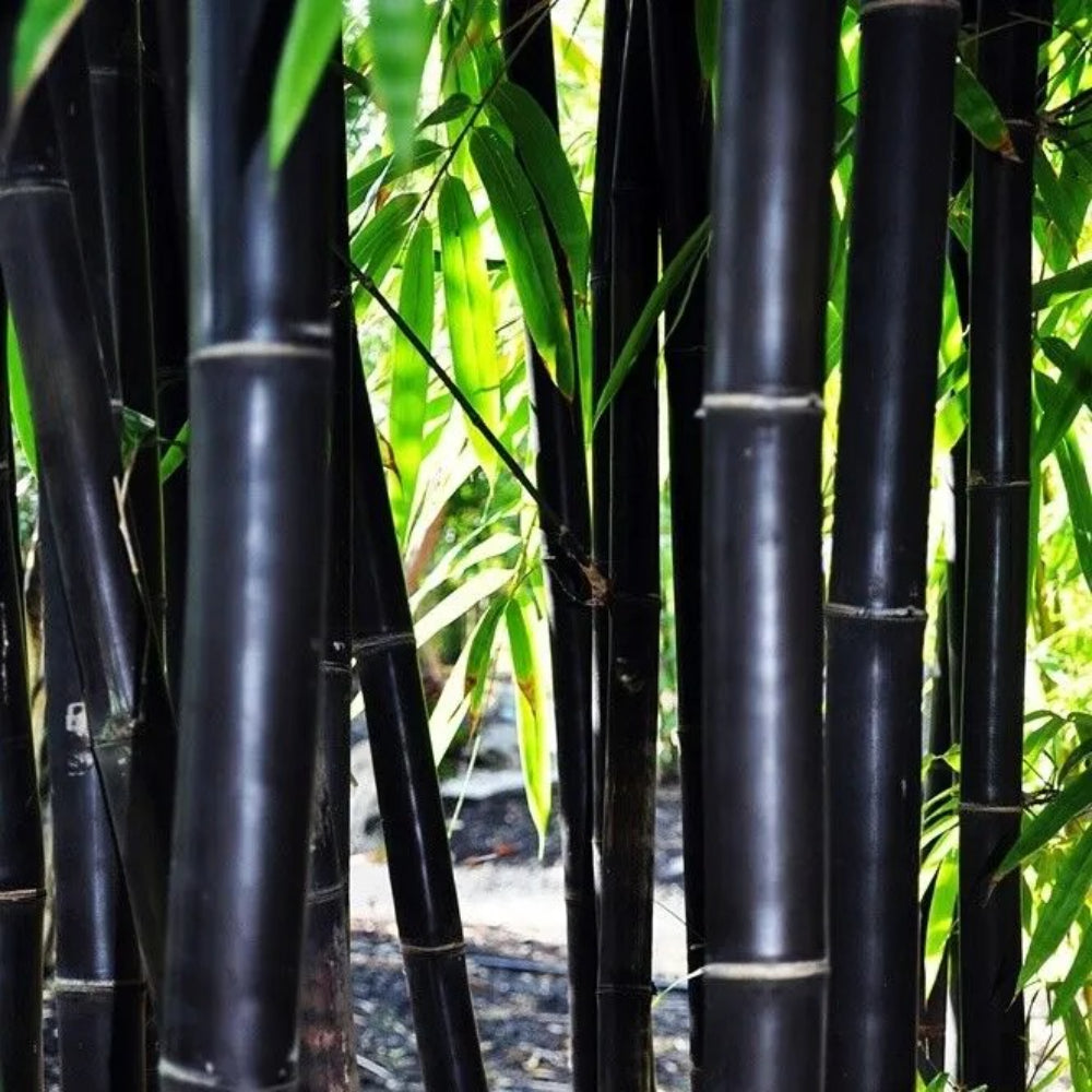 planting black bamboo seeds 50 Timor Black Bamboo Privacy Garden Clumping Exotic Shade Screen Seeds