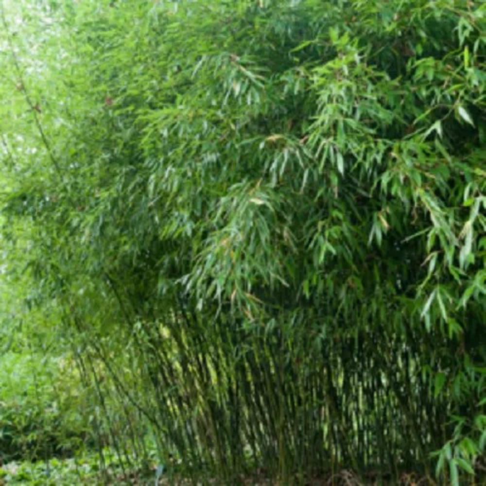 50 Bissetii Bamboo Privacy Climbing Garden Perennial Seeds | www.seedsplantworld.com