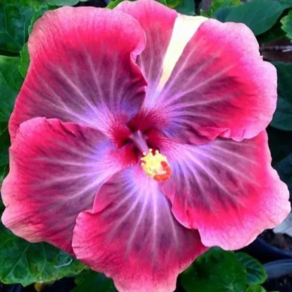 20 hibiscus flower seeds 20 Pink Purple Hibiscus Flower Flowers Bloom Perennial Seeds