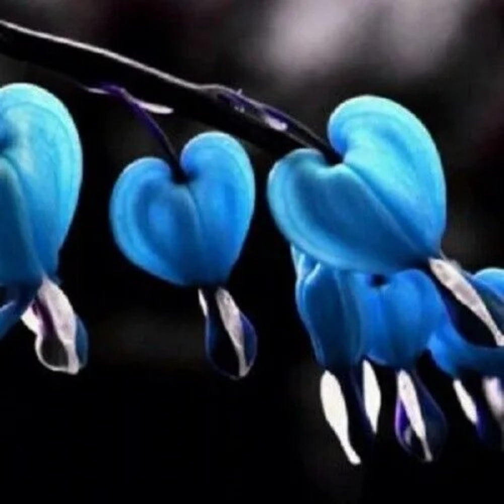 25 Blue Bleeding Heart Flowers Flower Perennial Seeds