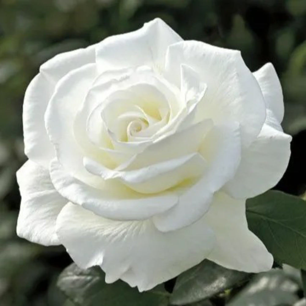 hybrid rose flower seeds 10 Double White Rose Flower Bush Shrub Flowers Perennial Seeds