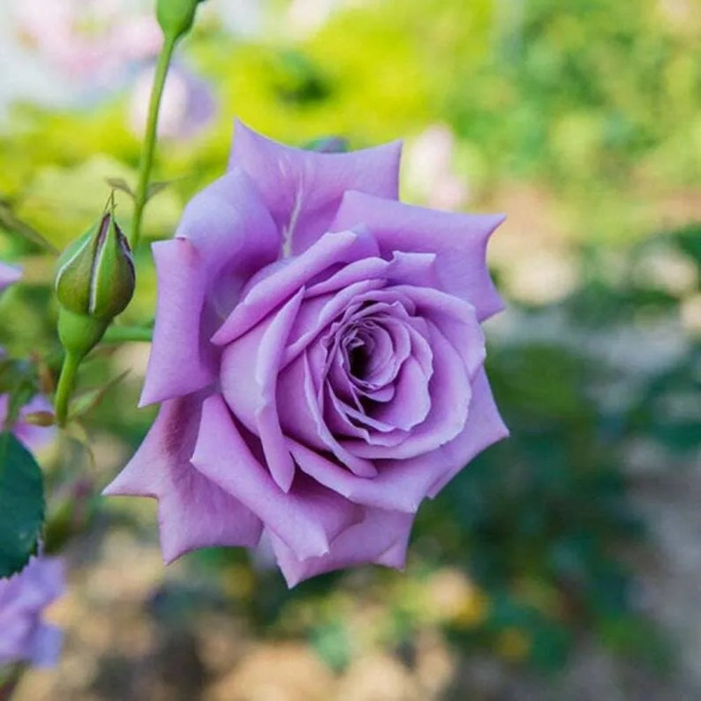 purple rose seeds 10 Light Purple Rose Flower Bush Shrub Flowers Perennial Seeds