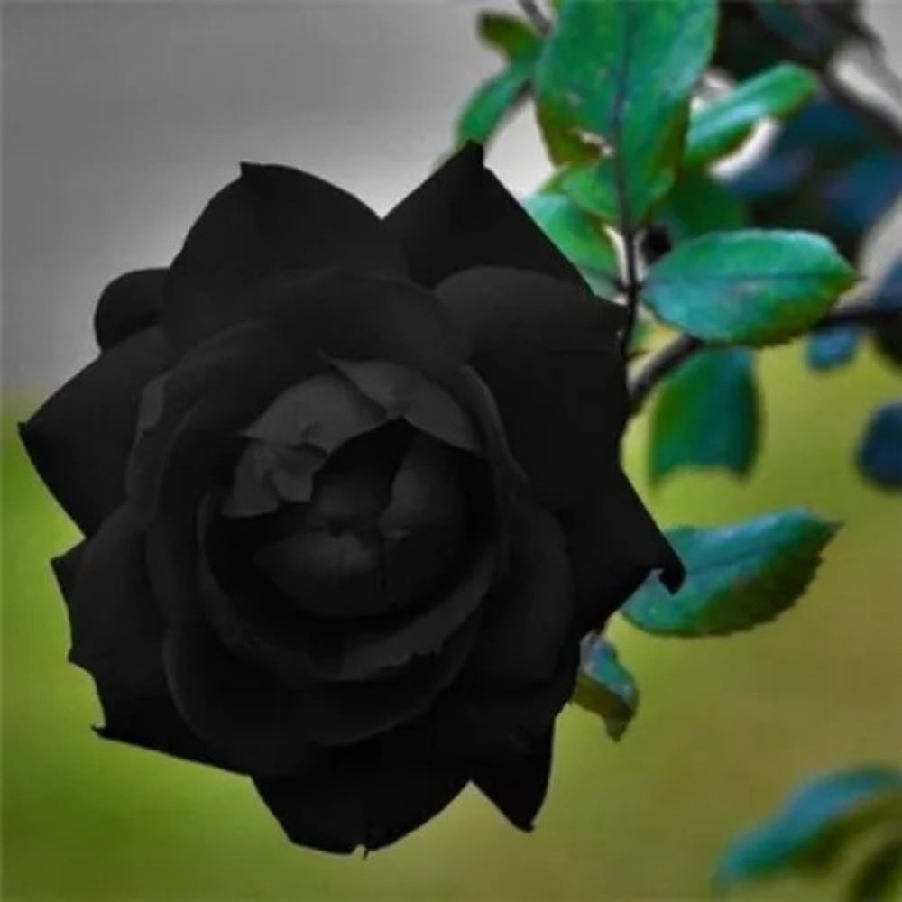 black rose flower seeds 10 Black Rose Flower Bush Shrub Flowers Perennial Seeds